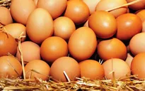 Hàn Quốc hỗ trợ 50% chi phí vận chuyển nhập khẩu trứng