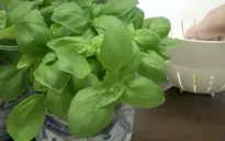 Sốc điện giúp giữ hương vị thảo dược sau sấy