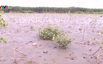 Trồng rừng chống sạt lở đứng trước nguy cơ thất bại
