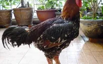 Giới thiệu gà Hồ trong Hội chợ Tết Việt 2017