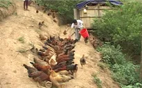Hội Nông dân Lâm Đồng hỗ trợ hội viên xây dựng 307 mô hình kinh tế điểm