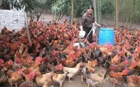 Tết bội thu của người nuôi gà đồi Yên Thế