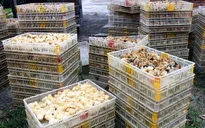 Gần 1.000 con giống gia cầm nhập lậu bị bắt giữ tại Cao Bằng