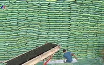 Xuất khẩu gạo đón nhiều dấu hiệu khởi sắc