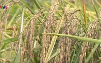 DN gặp khó để duy trì mô hình sản xuất nông sản sạch, hữu cơ