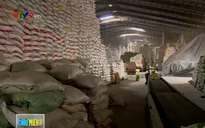 Giá gạo nếp xuất khẩu bất ngờ tăng cao