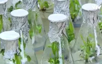 Bảo tồn giống cây trồng nội đang dần bị xói mòn