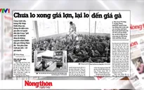 Chưa lo xong giá lợn, lại lo đến giá gà