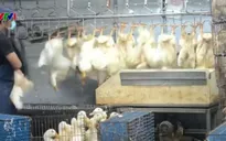 Tỉnh Chiết Giang, Trung Quốc cấm mua bán gia cầm sống
