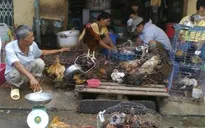 Cúm gia cầm - Nỗi lo từ thói quen giết mổ gia cầm sống tại chợ