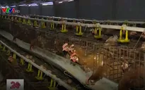Nghệ An khống chế các ổ dịch cúm gia cầm