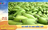 Giá chuối Tây Ninh xuống thấp