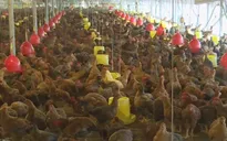 Giá gà giảm thấp nhất 10 năm qua