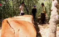 Gia Lai kỷ luật cán bộ bịa chuyện bị cướp gỗ