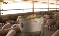 Giá lợn tại ĐBSCL tiếp tục giảm sâu