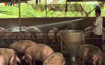 Giá lợn thấp, nông dân Đồng Nai có nguy cơ treo chuồng