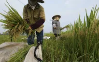 Thị trường lúa gạo tăng giá