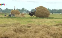 Sốt giá rơm khô tại Quảng Ngãi