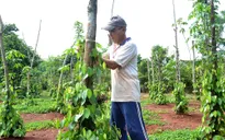 Giá tiêu lao dốc, các đại lý “chao đảo”