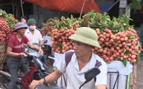 Giá vải thiều giảm mạnh do Trung Quốc ngừng mua