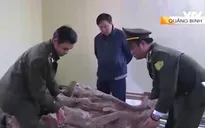 Gia tăng khai thác gỗ hương giáng trái phép