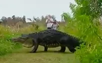 Video cá sấu khổng lồ nhởn nhơ đi dạo gây “bão” MXH