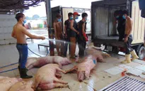 100% mẫu thịt heo, gà, vịt bị nhiễm khuẩn E.coli
