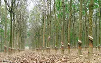 Giá cao su tăng mạnh trở lại