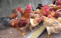 Cảnh báo nguy cơ mắc cúm gia cầm dịp lễ Tết
