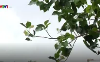 Hà Nội đón gió lạnh đầu mùa