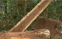 Rừng phòng hộ Đăk Hà đang bị "chảy máu"