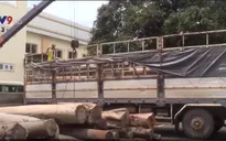 Đăk Lăk: Phát hiện 3 vụ vận chuyển gỗ lậu trong 1 ngày