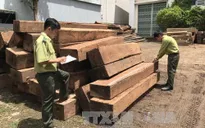 Phát hiện 2 điểm tập kết gỗ lậu tại xã Đắk Trăm, Kon Tum