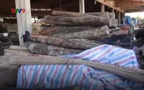 Phát hiện khối lượng gỗ lớn nghi từ hiện trường vụ phá rừng ở An Lão