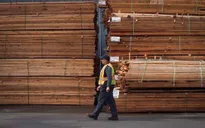 Canada đưa vấn đề tranh chấp thương mại về gỗ với Mỹ lên WTO phân xử
