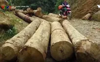 Kỷ luật nhiều cán bộ Lào Cai, Yên Bái để rừng phòng hộ bị tàn phá