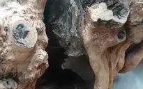 Khai thác gỗ trái phép trong Vườn Quốc gia Phong Nha - Kẻ Bàng