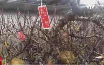 Dùng điều hòa để đào Tết nở đúng thời điểm