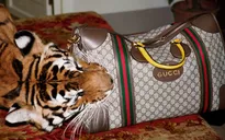 Loại bỏ lông thú khỏi bộ sưu tập Gucci