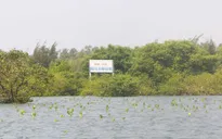 Rừng ngập mặn phá Tam Giang bảo vệ vùng nuôi trồng thủy sản trong lũ