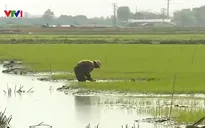 Hàng ngàn ha lúa tại Quảng Bình bị úng ngập và chết sau mưa rét