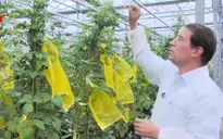 Hà Lan phát triển giống khoai tây kháng bệnh