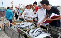 Thị trường hải sản Quảng Bình sôi động trở lại