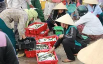 Kinh doanh hải sản ở Hà Tĩnh ổn định trở lại