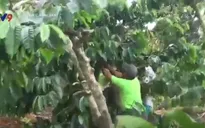 Vội vã hái cà phê non "chạy" sạt lở, nứt đất
