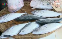 Thị trường hải sản Phú Yên sôi động trở lại sau Tết