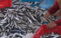 Một mẫu hải sản ở tầng đáy vùng biển huyện Kỳ Anh có chất phenol