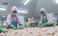 EU cảnh báo rút thẻ vàng với hải sản Việt Nam