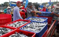 Hải sản Việt Nam có nguy cơ bị loại khỏi EU