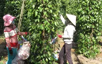 Thuê đất trồng tiêu: Chưa kịp thu hoạch đã hết hạn hợp đồng thuê đất